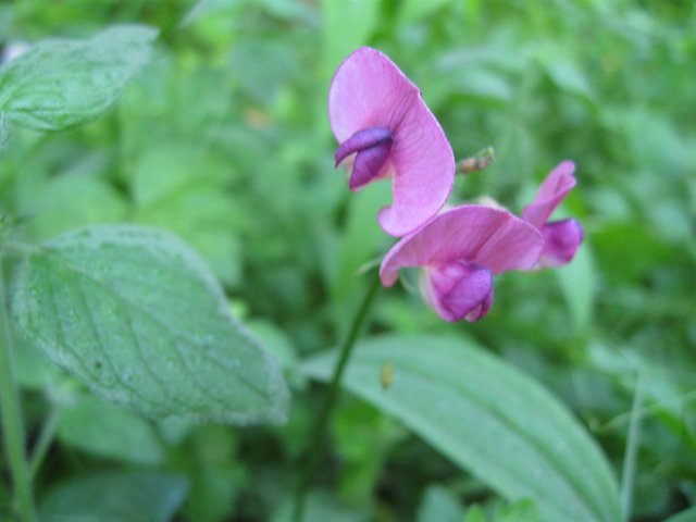 Paradise Creek-107.JPG